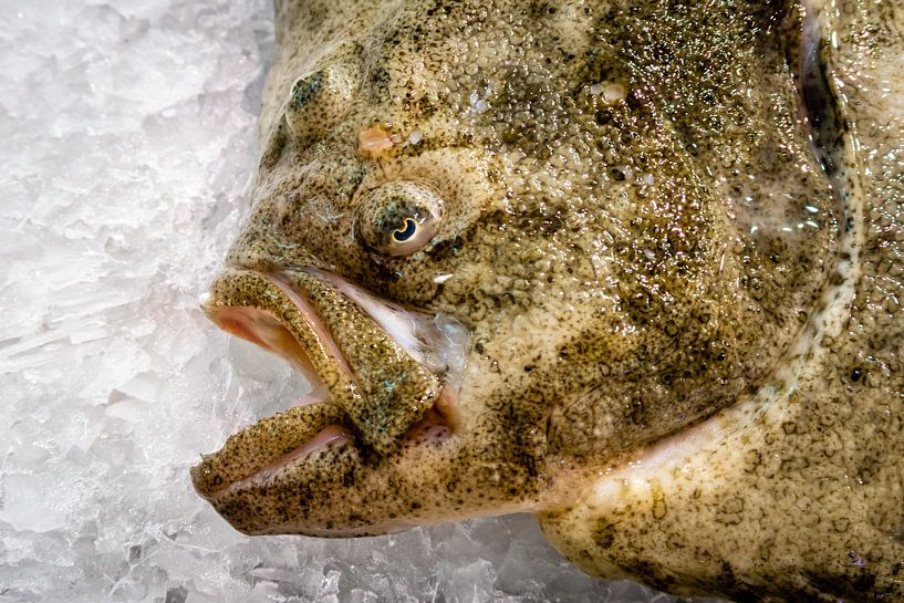 Kopf mit Maul und Auge des Steinbutt auf Eis auf dem Markt von Dieter Walther