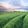 Green cereal land at Loppersum 9Gr.) by Ton Drijfhamer