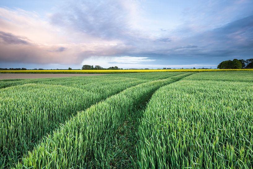 Groen graanland bij Loppersum (Gr.) van Ton Drijfhamer