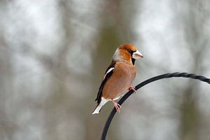 Appelvink