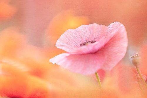 klaproos zacht roze