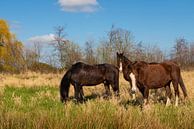 Drie Paarden in de Wei van Brian Morgan thumbnail
