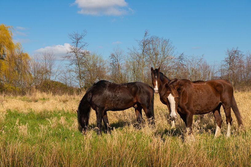 Drie Paarden in de Wei van Brian Morgan