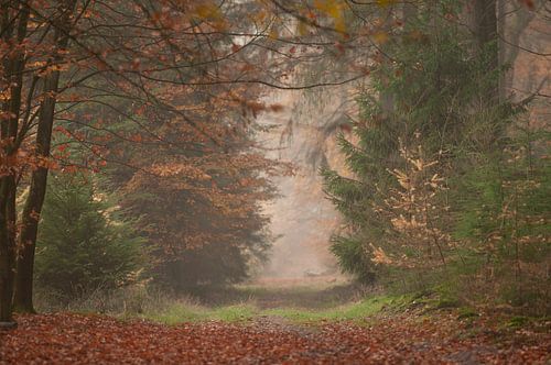 La forêt de Speulder en automne