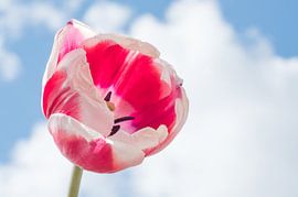 rood met witte tulp tegen wolkenlucht von Gea Veenstra