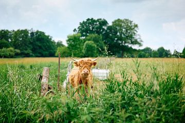 Bewaker van de weide - rust in wilde schoonheid van Momentaufnahme | Marius Ahlers