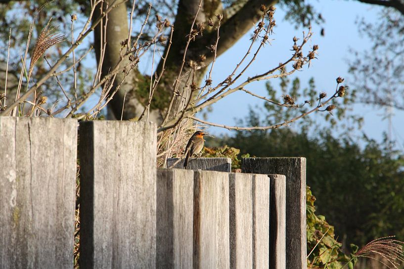 Robin auf der Stange von Michel Jansen Photography