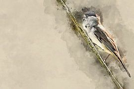 A male blackhead (art)