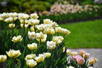 Blumen im Park im Frühling