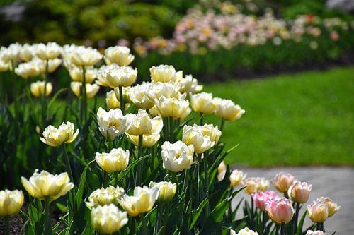 Bloemen in het park in de lente