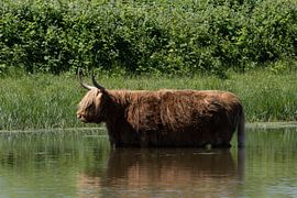 Scottish Highlanders by Maaike Krimpenfort