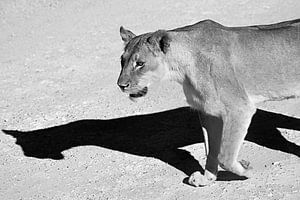 Löwin mit schönem Schatten auf der Straße