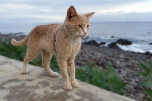 Mooie lichtbruine Zwerfkat op muurtje (staand) met zee zicht in Madeira Portugal