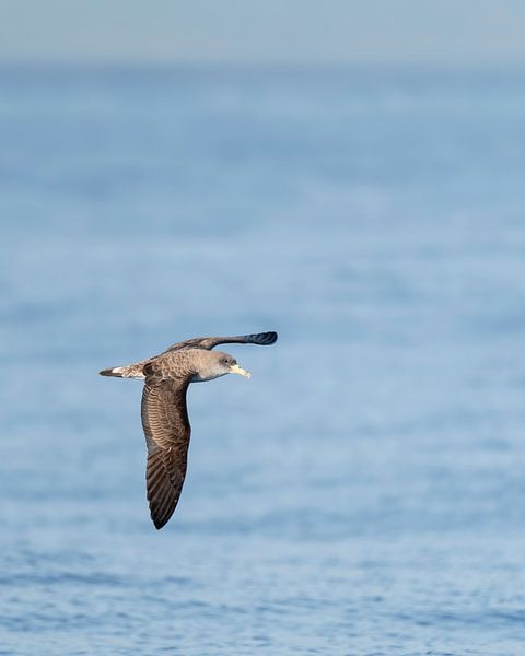Puffin de Kuhl au-dessus de la Méditerranée par Ronald Buitendijk Fotografie