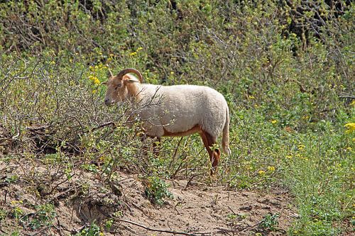 Goat in the dunes