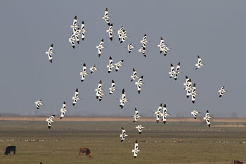 Groupe de Kluten à Oostvaardersplassen