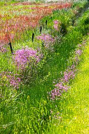 spring flowers by ton vogels
