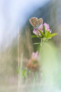 Frieden