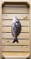 Fisch in Auktionskiste