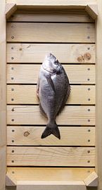 Fish in auction crate by Roland van Balen