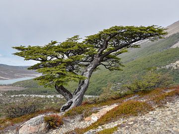 Southern beech tree, shaped by the Patagonian wind by Christian Peters