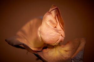 Gut situierte Rose mit einheitlichem Hintergrund