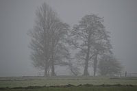 Kale bomen in de mist. Mysterieuze winter