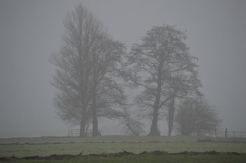 Bare trees in the fog. Mysterious winter