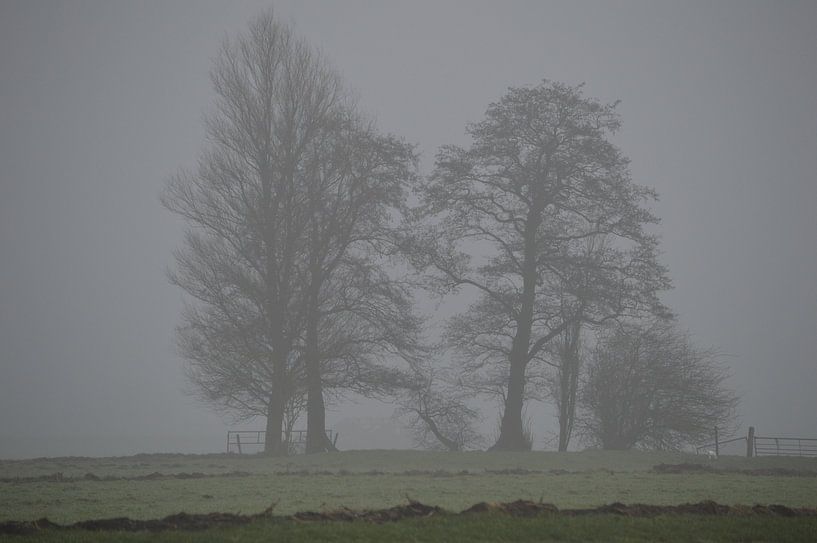 Kahle Bäume im Nebel. Geheimnisvoller Winter von Ronald H