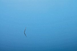 I alone by Patrice Domenique Troost