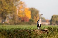 Heron at ditch side with autumn colours as background