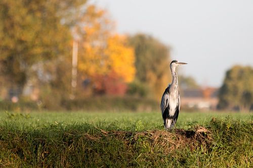 Reiher am Grabenrand mit Herbstfarben als Hintergrund