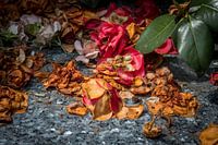 Verdroogde kleurrijke bloemen op begraafplaats