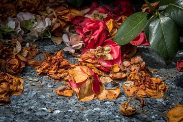 Dried up colourful flowers in cemetery by Jack Tummers