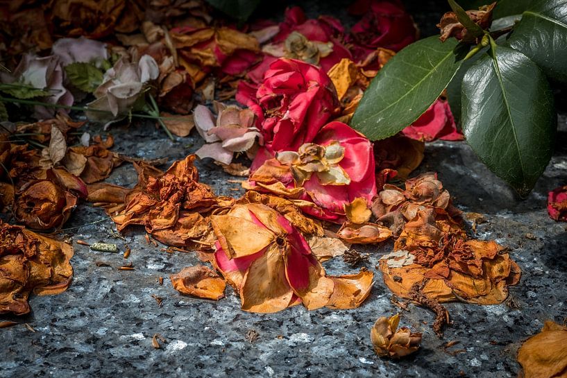 Fleurs colorées séchées dans un cimetière par Jack Tummers