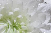 waterdruppels op een witte bloem van Hetwie van der Putten thumbnail