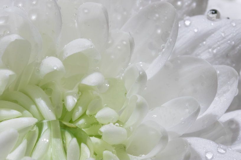 waterdruppels op een witte bloem van Hetwie van der Putten