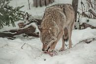 Ein Wolf nagt an Fleisch und Knochen. Ein Wolf im Schnee in einem Winterwald ist ein mächtiges Raubt von Michael Semenov Miniaturansicht