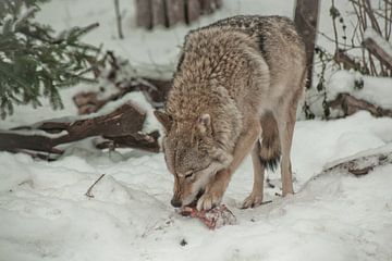Een wolf knaagt aan vlees en botten. Een wolf in de sneeuw in een winterbos is een krachtig roofdier van Michael Semenov