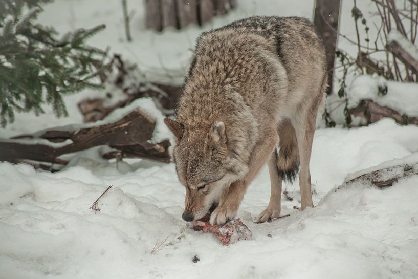 Ein Wolf nagt an Fleisch und Knochen. Ein Wolf im Schnee in einem Winterwald ist ein mächtiges Raubt von Michael Semenov