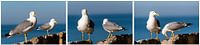 deux mouettes argentées sur un rocher avec la mer en arrière-plan collage tiptyque découpé