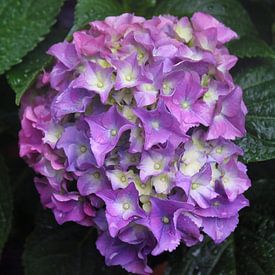 Hortensia bleu sur Nicole Habets