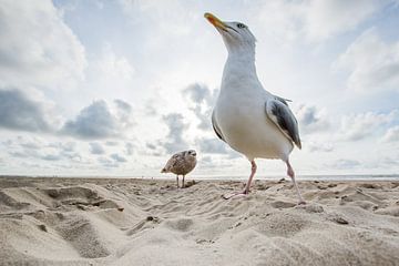 Curious seagulls by Danny Slijfer Natuurfotografie