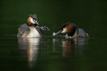 Grèbe huppé ( Podiceps cristatus ), oiseaux de l'Alto se nourrissant de plumes, vie de famille, faun sur wunderbare Erde