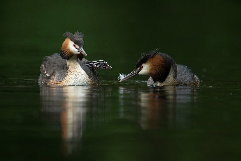 Fuut (Podiceps cristatus), Alto-vogels die nakomelingen voeden met veren, gezinsleven, dieren in het van wunderbare Erde