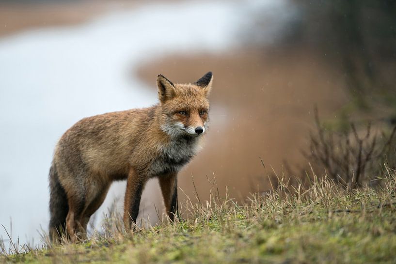 Le renard ( Vulpes vulpes ) sur son territoire, la faune, l'Europe. par wunderbare Erde