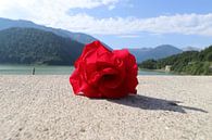 De eenzame Roos ... van Raymond Hofste thumbnail