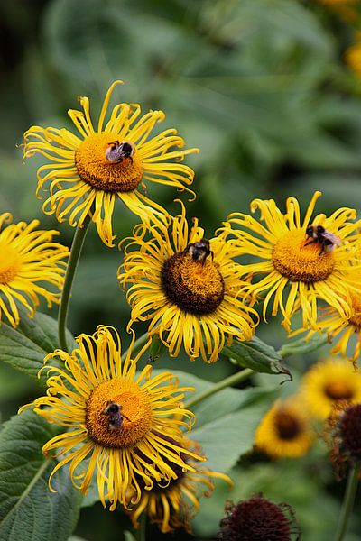 Abeilles sur les chapeaux de soleil par Karlijn Floor