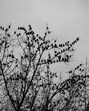 Vogels in de boom van The Art Page Of MG