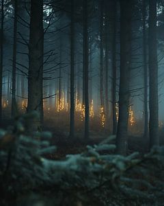 Romantisches Licht im Wald